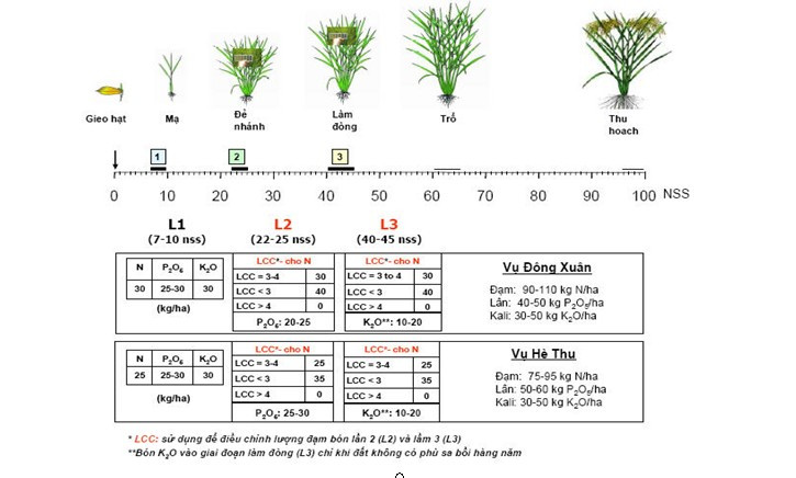 quy trình trồng lúa