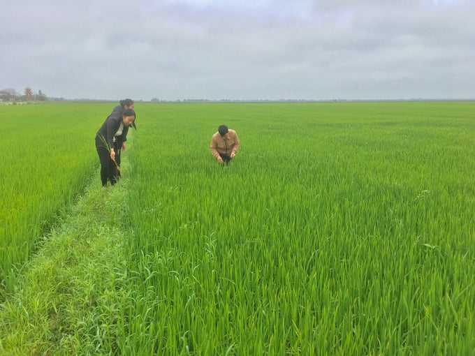 Cán bộ Trung tâm Khuyến nông Quảng Trị và các trạm trồng trọt - BVTV kiểm tra tình hình đạo ôn gây hại lúa