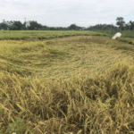 Những Sự Cố Thường Gặp Trên Máy Gặt Kubota Khi Hoạt Động và Mẹo Xử lý Nhanh Tại Ruộng 4 Lúa bị ngã đổ dễ gây nghẽn ở hàm cắt hoặc guồng cào