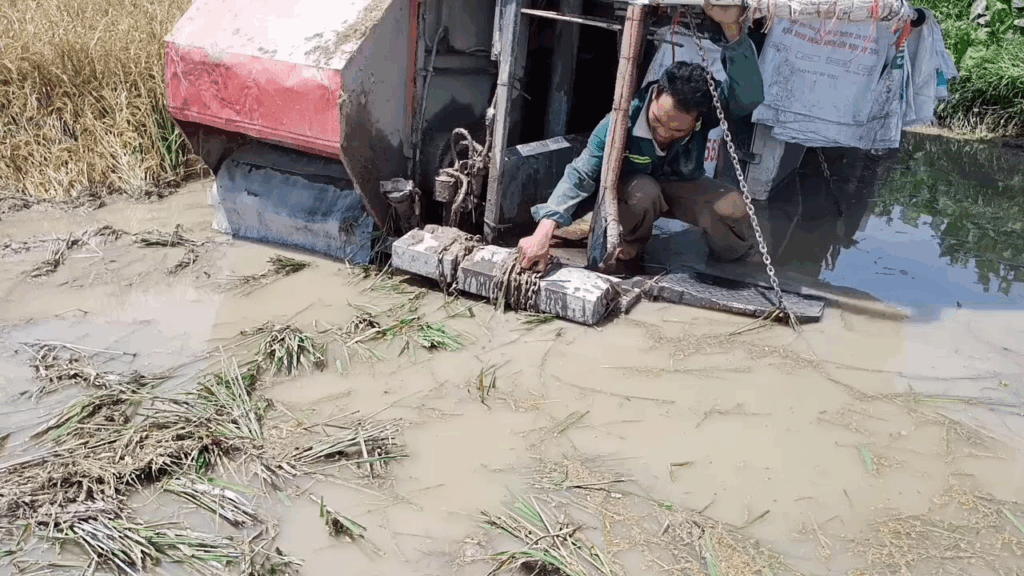 Máy gặt bị mắc lầy khi đang làm việc
