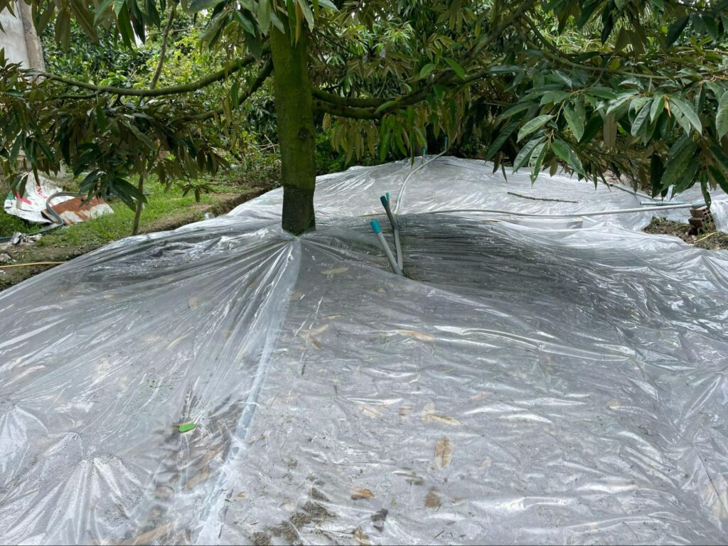 Ảnh Hưởng Của El Nino Tới Canh Tác Sầu Riêng Năm 2026 4 Tủ gốc giữ ẩm cho cây sầu riêng