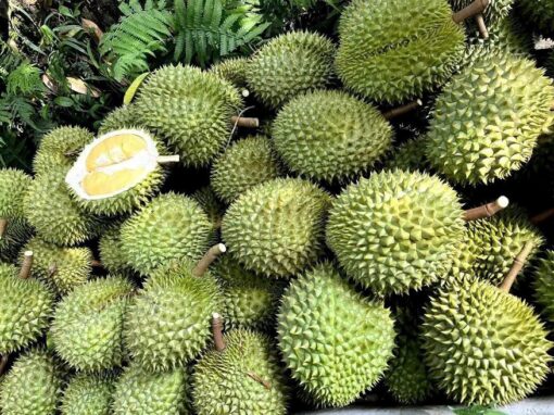 TIN TỨC 2 Sầu riêng Ri6 hay sầu riêng Thái sẽ có lợi thế hơn trên thị trường?