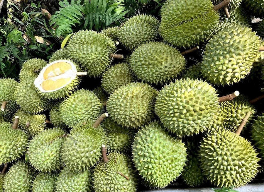 Sầu Riêng Ri6 Hay Sầu Riêng Thái? Xu Hướng Thị Trường Trung Quốc Đang Thay Đổi Như Thế Nào? 1 Sầu riêng Ri6 hay sầu riêng Thái sẽ có lợi thế hơn trên thị trường?