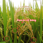 Bệnh đạo ôn trên lúa