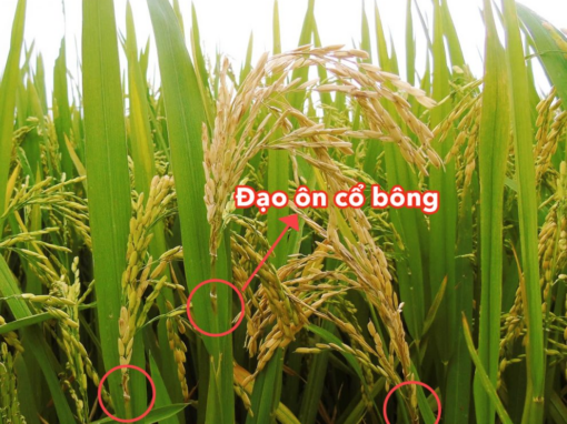 TIN TỨC 4 Bệnh đạo ôn trên lúa