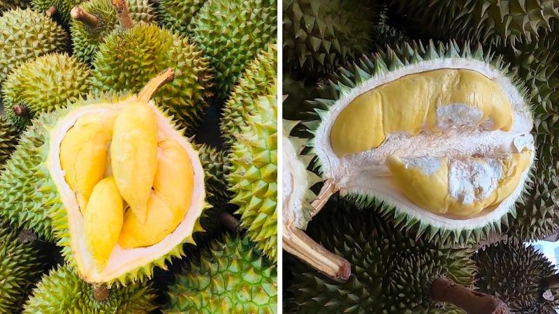 Sầu Riêng Ri6 Hay Sầu Riêng Thái? Xu Hướng Thị Trường Trung Quốc Đang Thay Đổi Như Thế Nào? 2 Sầu riêng Thái tại Đồng Nai