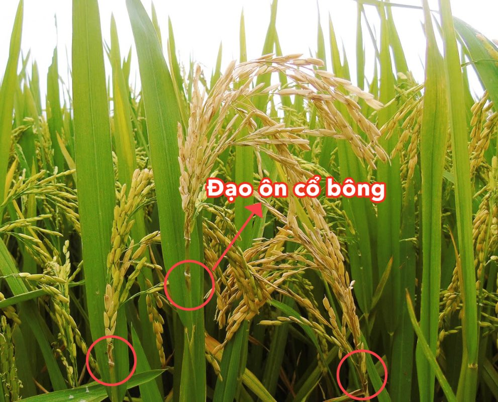 Lúa Bị Đạo Ôn: Giải Pháp Phòng Trừ Hiệu Quả 2026 1 Bệnh đạo ôn trên lúa